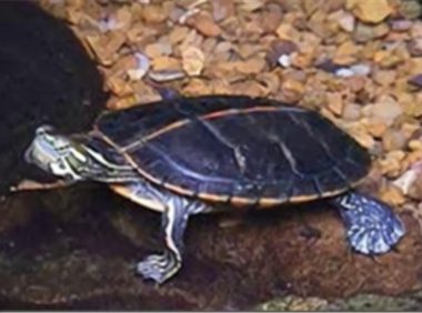 红纹锦龟身份信息