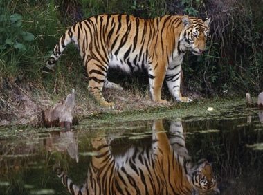 东北虎现身公路散步,全球不足600只,咬死母牛吃狼狗,狮子都怕