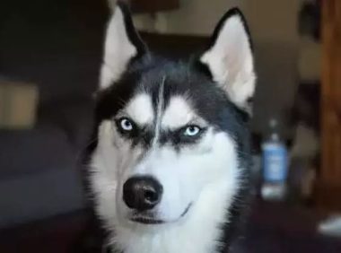 狗狗生了一堆娃，拉布拉多主人巨开心，二哈主人气到吐血！