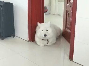 小狗把爪爪折起来躺着，这姿态看上去好怪怪的，前世是只猫吧！