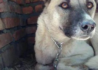 朋友40元买了条狗准备吃肉,我花500从他手中买下狗狗