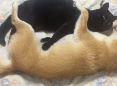 柴犬不把猫咪当回事儿，每日变着花式戏弄猫咪，猫：由谁来拯救朕？