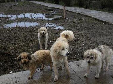 日本用尽手段消灭流浪狗, 而德国用政策保护狗, 这就是差距!