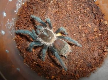 危地马拉红尾身份信息