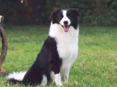 怎样了解狗狗是不是记恨主人？有4点状况必须留意