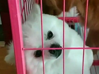 小白狗被主人抛弃，热心人将它领回家，家里金毛的行为温暖了……