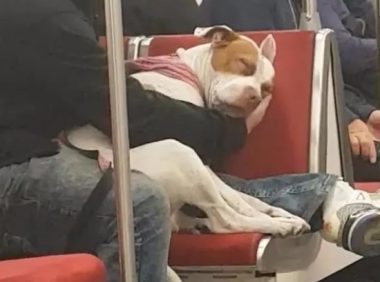 比特犬困得要人命在地铁站里入睡,主人家一姿势,暖化网民~