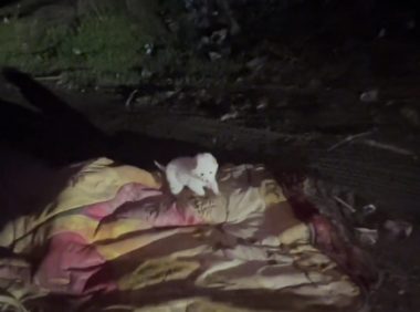 路边小狗饿坏了，看到人还主动靠近！