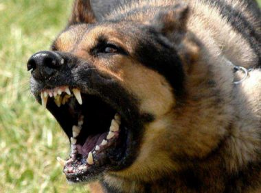 对狗狗做这些事,它不咬你才怪,别再激怒它了