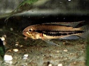 双带短鲷身份信息