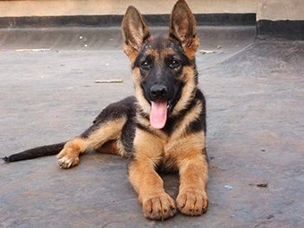 忠犬德牧守在主人店铺门口,被车撞伤暴瘦很多斤,依然哪也不愿去