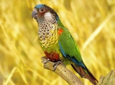 彩绘锥尾鹦鹉身份信息