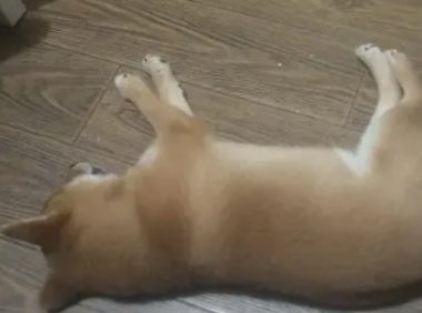 网友以柴犬的价格购买了张床，他只睡了几天就变成这样了