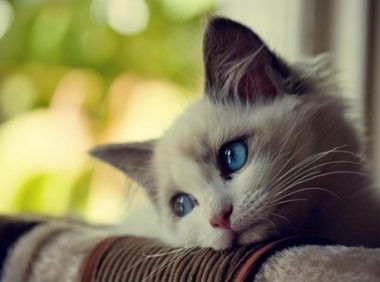 猫咪去喝了狗碗里的水，没想到喝了一口就全吐了出来，嫌弃狗味？