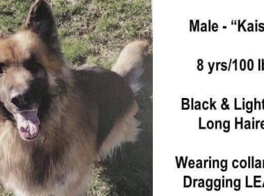 5岁国王牧羊犬逃家玩失踪 八个月后在175英里处被发现