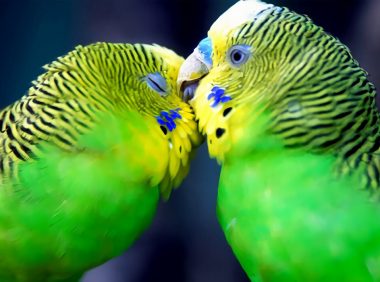 虎皮鹦鹉身份信息