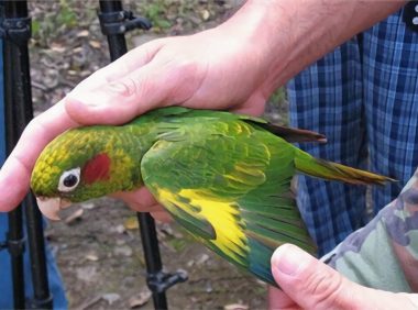 黄翅鹦鹉身份信息