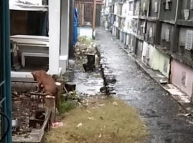 主人离世,忠犬坚守墓地3个月不离开!狗狗对主人的爱真是执着!