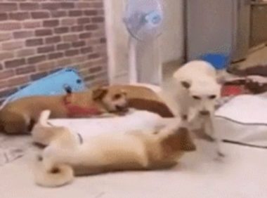 狗子天天拆沙发，主人怒了：把沙发扔了看你们怎么浪！