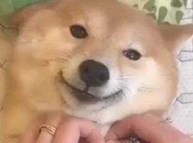 主人家给柴犬脱光衣服，它则是一脸奉承地笑：完后，我不干净了啊！