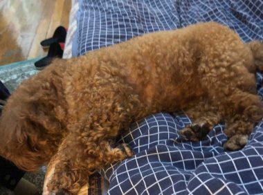 再谈“狗咬人”事件