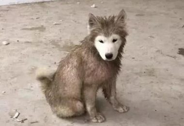 狗狗经常在泥巴里玩耍，却唯有面部干净整洁，实情让主人家赞叹不已