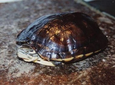 腊戌拟水龟身份信息