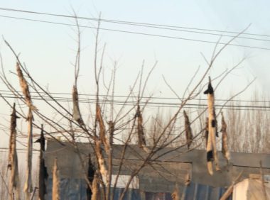 实拍狗肉馆门口树上挂满了狗皮，狗皮卖高价，路过时触目惊心！