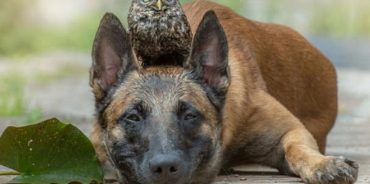 小狗跟主人家一起每日守着鸟蛋，却变成了猫头鹰的盆友，界面很温暖