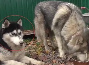 哈士奇把母狼搞了,宝宝出生后长这样!网友:单身狗的逆袭