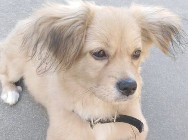 主人嫌养宠物不便把捡回来的狗狗丢在街上，再次相遇女孩儿怀着它痛哭