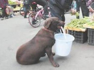 狗狗每帮七旬主人买水果叼水，路人欲出高价位将它买下来，却遭到回绝！