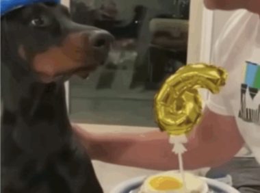 爆笑!狗子过生日满眼都是吃的,主人示爱被忽略……