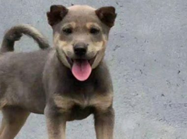 小奶狗被大鹅欺负，狗妈逮着大鹅就咬，狗妈：谁敢欺负我娃