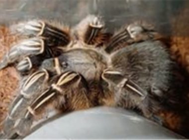 哥斯达黎加斑马脚身份信息