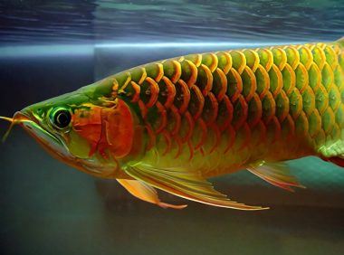 亚洲龙鱼身份信息