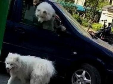 萨摩耶被猫欺负 | 萨摩耶遭遇花猫挥掌袭击 狗主人被误伤自认倒霉打疫苗
