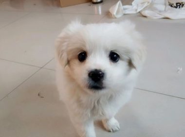 女孩儿把狗子送到街上斥责，接下去摆手不管了，小宝贝一脸憋屈