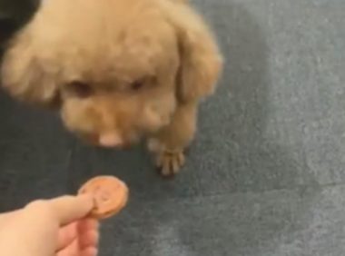 泰迪犯错误躲床下，主人家用曲奇饼干诱惑，狗：我没资质吃饼干