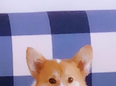 一宠主家的小柯基从小就喜欢玩逗猫棒,主人:我怀疑养了只假狗