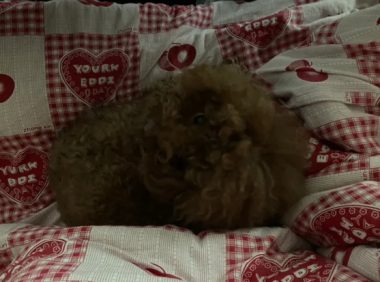 家里养了一只宠物狗，我取名叫雪菜