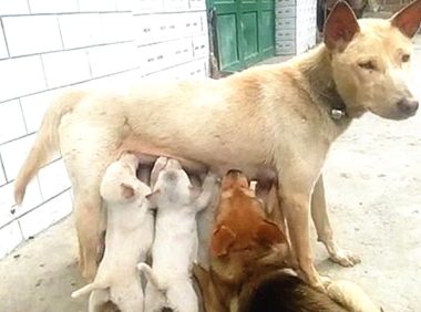 狗妈正在喂奶时，低头一看脸上火辣辣的：怎么想的呀