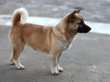 给流浪狗煮菜它不吃，发文求助后，竟遇到了狗狗主人