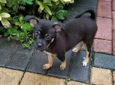 小流浪狗无人收养,饿坏满大街乞讨