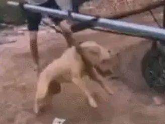 狗狗绑工具上训练，前面放兔子，网友：属于虐狗行为