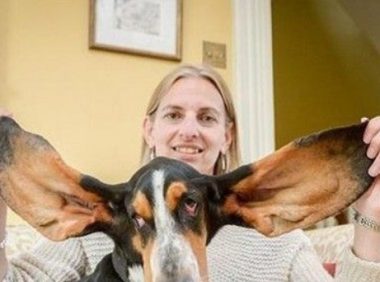 巴吉度犬不幸坠楼 因似“小飞象”般的大耳朵救了性命