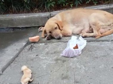 流浪母金毛生下一窝狗崽,被物业发现当场摔死两只