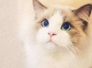 奈贝长毛猫起源 | 之前认识了狗狗，现在认识一下各种漂亮的猫
