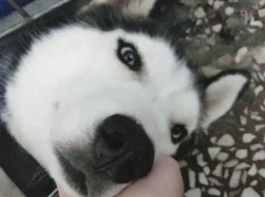 主人去狗市买来的哈士奇，不撕家特温驯，网民笑喷：假二哈！