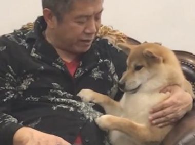 据说哈士奇不坦白?祖父坚决“联合行动”,小狗被管得服服帖帖
